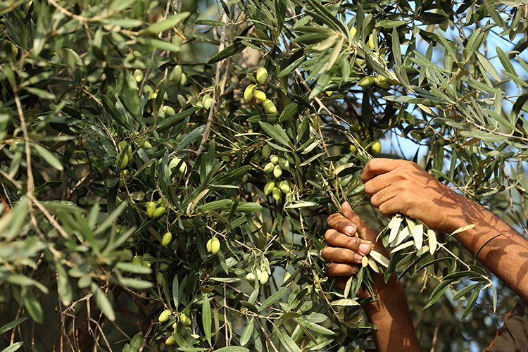 "سرقة الزيتون" ..  تتجاوز الثمار إلى تكسير الأشجار وتخريب ممتلكات المزارعين