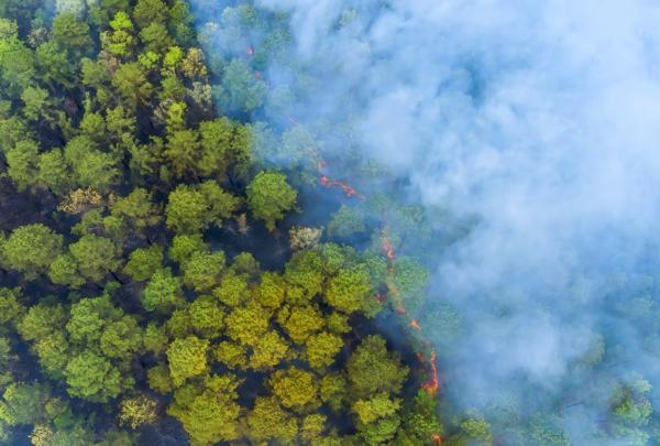 دخان حرائق الغابات يحمي الأشجار الصغيرة! 