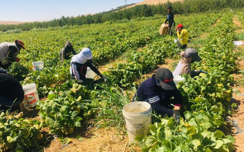  "شاركتنا في المزارع ..  مزارعون يطالبون بتخفيض أسعار الكهرباء 