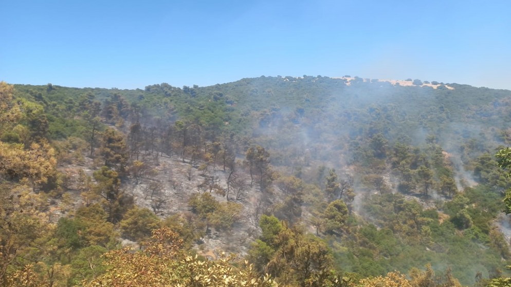 "حريق كبير" في منطقة الصفصافة الحرجية في عجلون