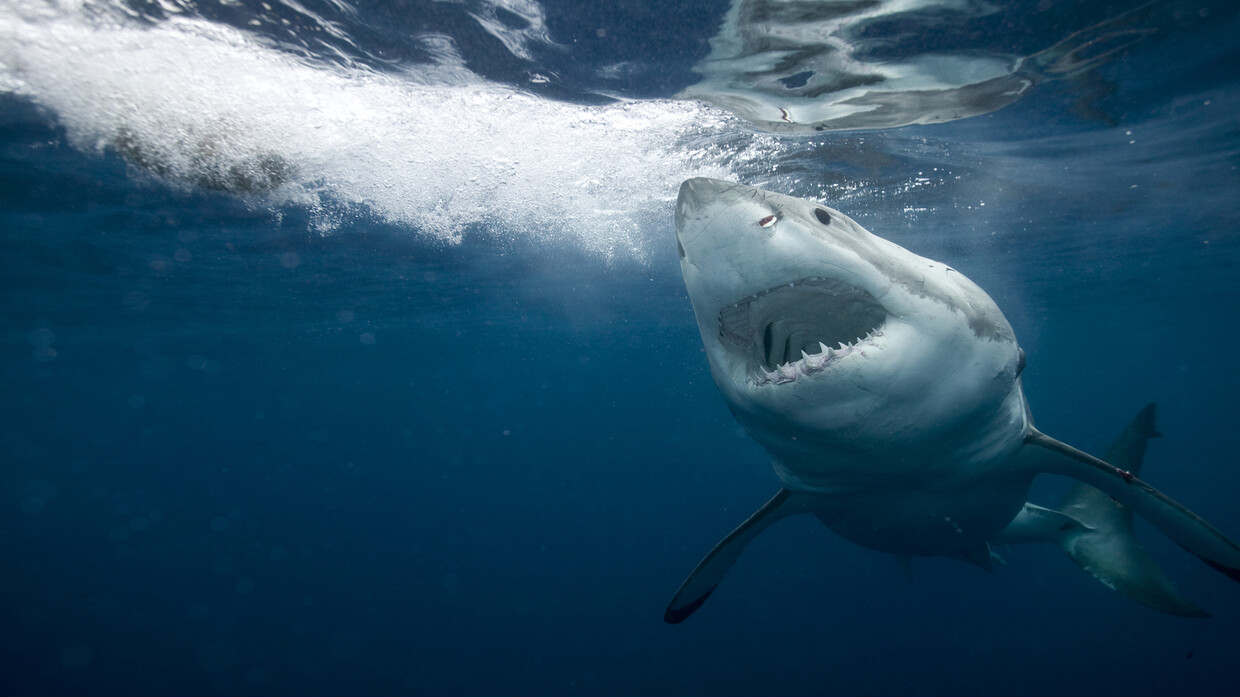 اختبارات تثبت "تعاطي" أسماك القرش للكوكايين في البرازيل