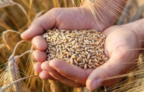 "التجارة والصناعة" تطرح عطاءين لشراء القمح والشعير