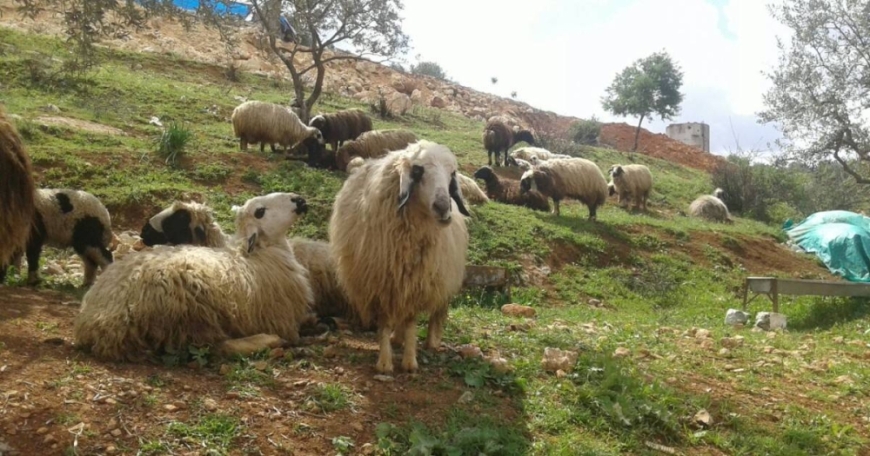 تأخر الموسم المطري يرفع كلف الإنتاج على مربي الثروة الحيوانية في المفرق