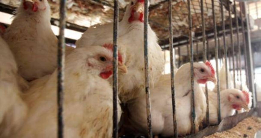 الصناعة: 166 مخالفة للسقوف السعرية للدجاج 