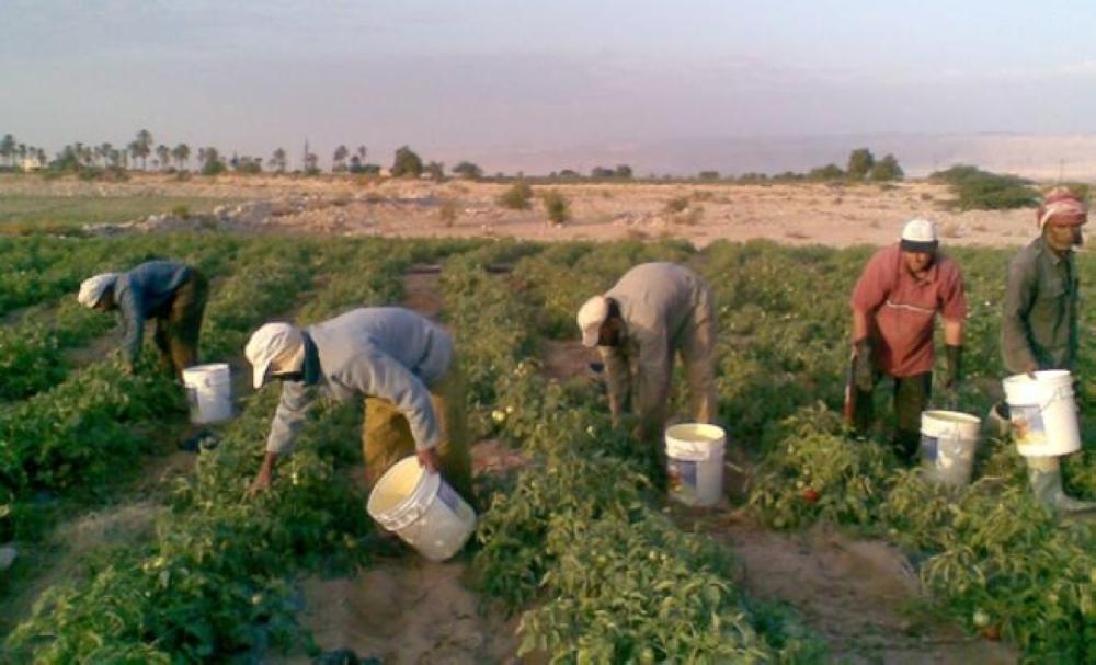 الأغوار ..  مزارعون يعلنون التوقف عن توريد محاصيلهم