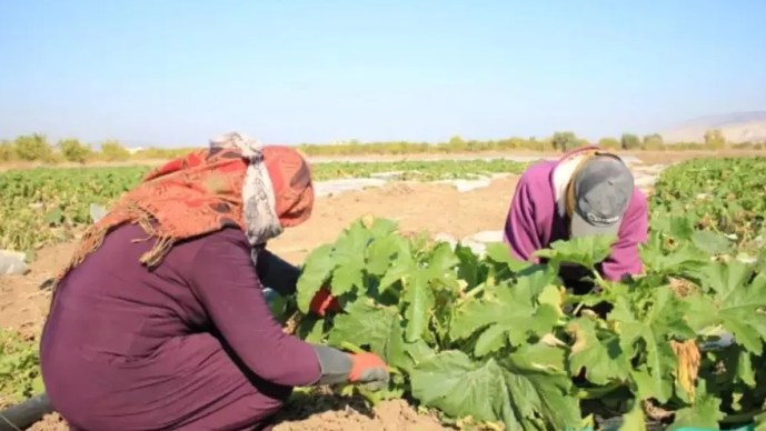 تحديات غياب البيئة الآمنة والمحفزة تلاحق العاملات في القطاع الزراعي